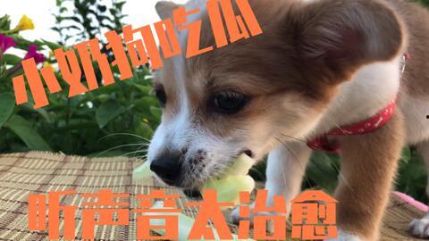 娱乐圈吃瓜小狗是谁啊,揭秘神秘“吃瓜群众”身份